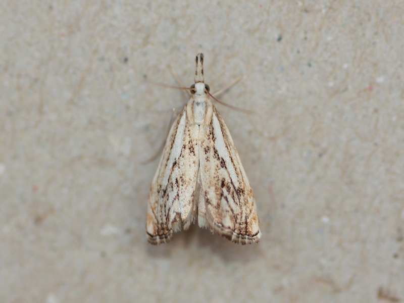 Crambidae (?) da ID - Catoptria falsella